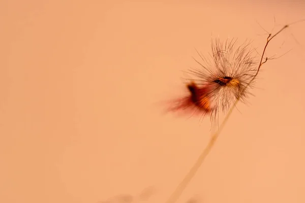 Primer plano hermoso diente de león hierba flor aislado fondo —  Fotos de Stock