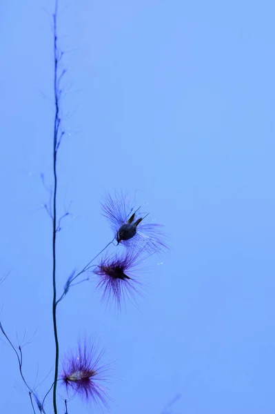 Closeup beautiful dandelion grass flower isolated blue backgroun — 스톡 사진