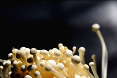 Yakın plan altın iğne mantarı ya da enoki mantarı