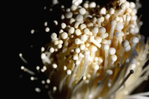 Closeup golden needle mushroom or enoki mushroom — 스톡 사진