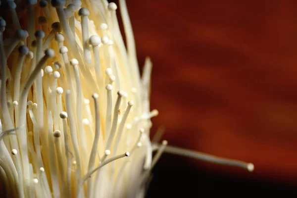 Closeup χρυσή βελόνα μανιτάρι ή enoki μανιτάρι — Φωτογραφία Αρχείου