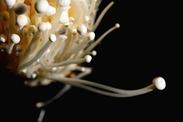 Closeup golden needle mushroom or enoki mushroom — 스톡 사진