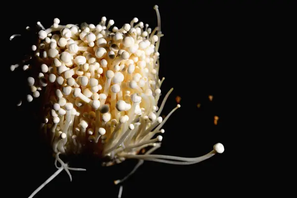 Fungo ago dorato primo piano o fungo enoki — Foto Stock