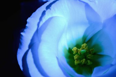 Kapalı alanda beyaz lisianthus çiçeğinden bir buket gelin.