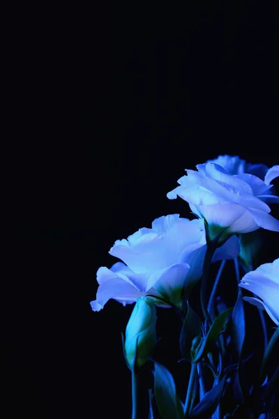 Kapalı alanda beyaz lisianthus çiçeğinden bir buket gelin.