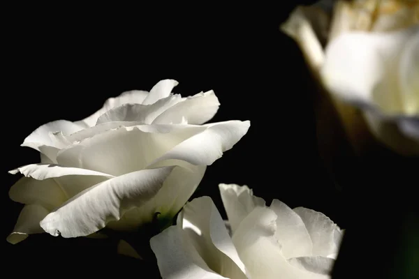 Gros bouquet nuptial de fleur de lisianthus blanche sur ba isolé — Photo