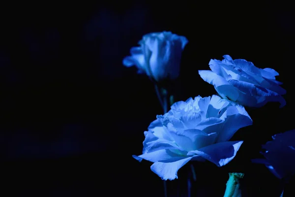 Kapalı alanda beyaz lisianthus çiçeğinden bir buket gelin.