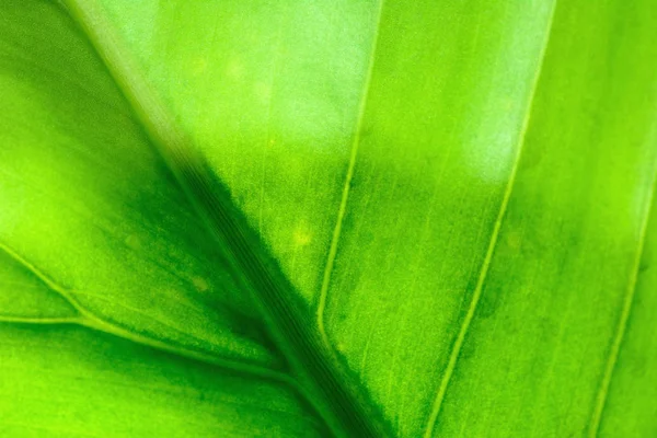 Closeup textura folha verde com fundo da natureza . — Fotografia de Stock