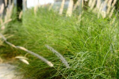 Yol kenarı papirüs çiçekleri çimenler, doğal arka plan..