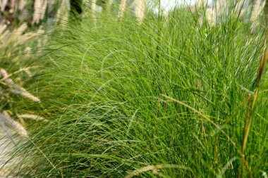 Yol kenarı papirüs çiçekleri çimenler, doğal arka plan..