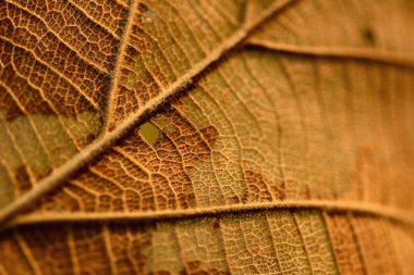 Bahçedeki sonbahar yapraklarının arka ışıklandırılmış iskeleti..