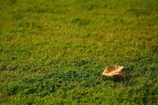 乾燥した葉は緑の芝生に落ち 選択的な焦点 — ストック写真