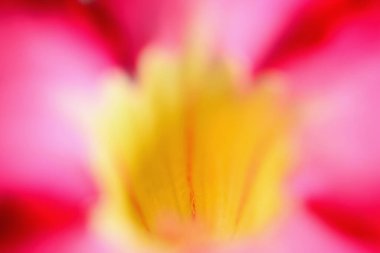 Özet olarak adenyum multiflorum çiçeği veya çöl gülü, seçici odak.