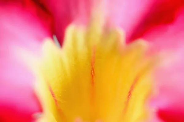 Abstract Closeup Adenium Multiflorum Flower Desert Rose Selective Focus — Stock Photo, Image