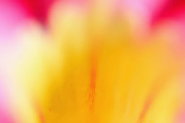 Absztrakt Közelkép Adenium Multiflorum Virág Vagy Sivatagi Rózsa Szelektív Fókusz — Stock Fotó