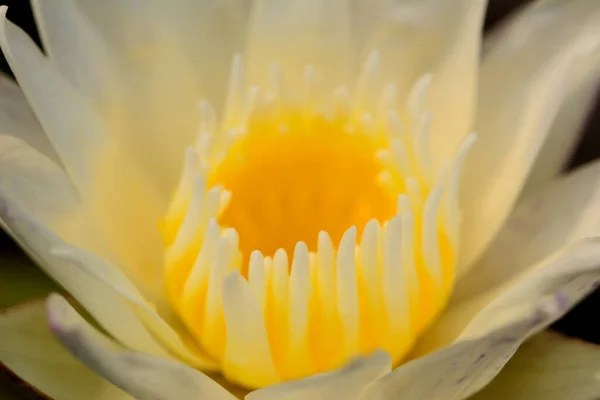 Gros Plan Fleur Lotus Jaune Fond Flou Sélectif — Photo