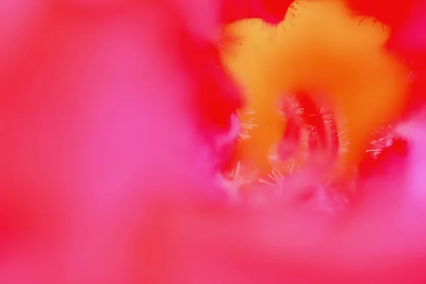 Kapalı Renkli Adenyum Çiçek Arkaplanı Makro Fotoğraf — Stok fotoğraf
