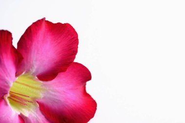 Soyut yakın plan adenyum multiflorum çiçeği veya çöl gülü, seçici odak noktası. Beyaz arkaplanı ayır.