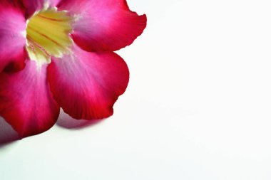 Soyut yakın plan adenyum multiflorum çiçeği veya çöl gülü, seçici odak noktası. Beyaz arkaplanı ayır.