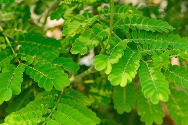 soyut yeşil yaprak dokusu parlak tonda, doğal yeşil arkaplan.