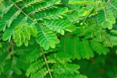 soyut yeşil yaprak dokusu parlak tonda, doğal yeşil arkaplan.