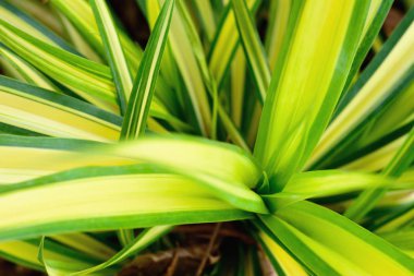 soyut sarı yeşil yapraklar parlak tonda, doğal yeşil arkaplan.