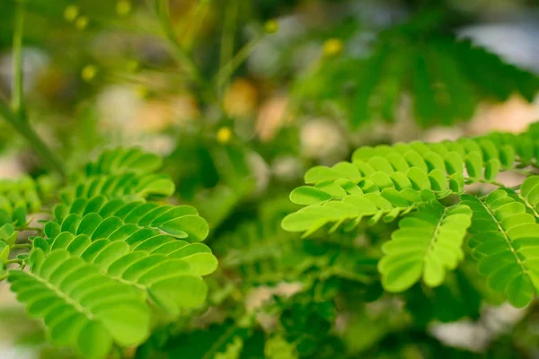 Abstrakt Gröna Löv Konsistens Ljus Ton Naturlig Grön Bakgrund — Stockfoto