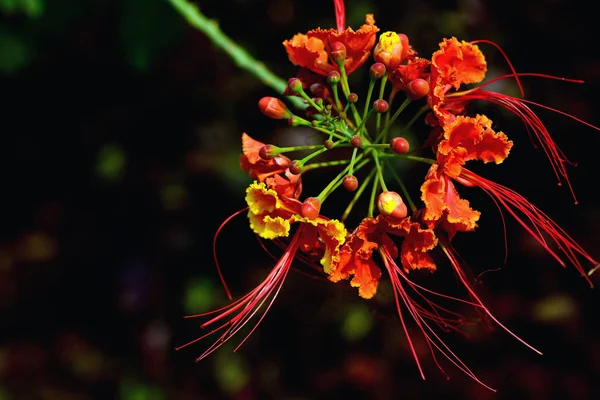 Closeup Red Royal Poinciana Barbados Pride Flam Boyant Peacocks Crest — Stock Photo, Image