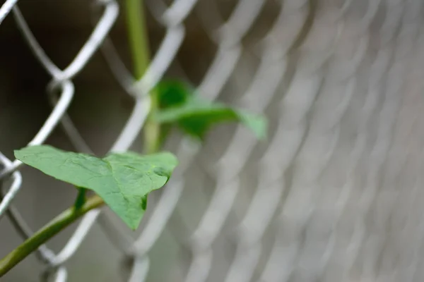 Natura Zielone Liście Skraju Żelaznej Siatki Ogrodzenia — Zdjęcie stockowe