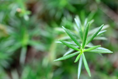 Portekiz ihtişamlı çiçekleri ya da güneş bitkileri. Birçok yaygın isim Japon Gülü, Mose Gülü ve Portekiz Gülüdür..