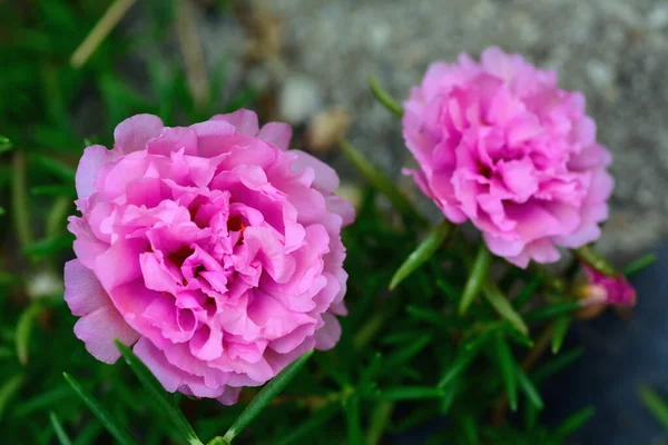 Portulaca Grandiflora Flor Planta Sol Muitos Nomes Comuns São Japonês — Fotografia de Stock