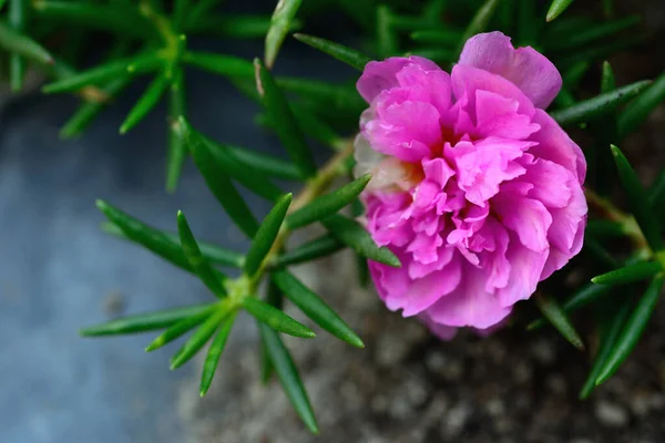 Portulaca Grandiflora Flower Sun Plant Many Common Names Japanese Rose Royalty Free Stock Images