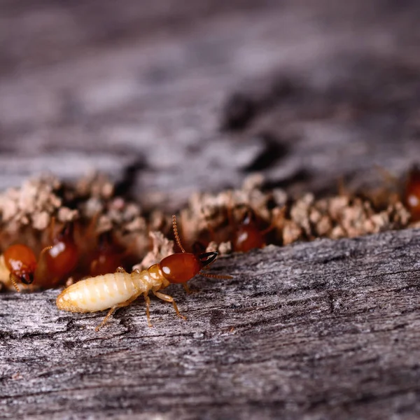 Makroaufnahme Von Termiteninsekten Die Aus Einer Holzplatte Kommen — Stockfoto