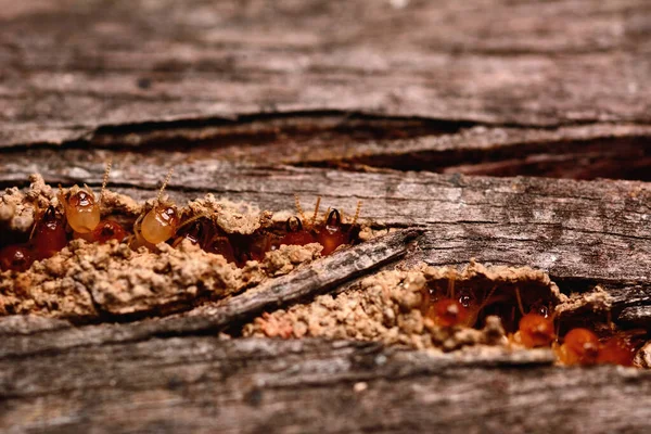 Makroaufnahme Von Termiteninsekten Die Aus Einer Holzplatte Kommen — Stockfoto