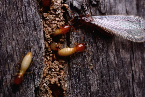 Makroaufnahme Von Termiteninsekten Die Aus Einer Holzplatte Kommen — Stockfoto