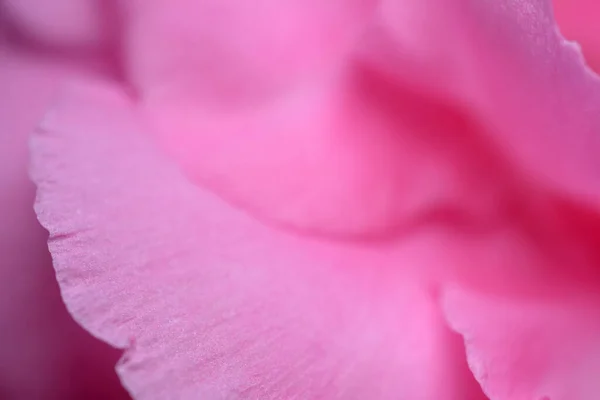 Abstrait Gros Plan Rose Nerium Oleander Flower Une Des Plantes — Photo