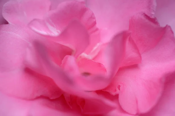 Abstract Closeup Pink Nerium Oleander Flower One Most Poisonous Commonly — Stock Photo, Image