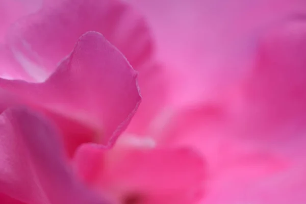 Abstrait Gros Plan Rose Nerium Oleander Flower Une Des Plantes — Photo