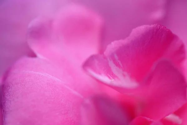 Abstrakte Nahaufnahme Rosa Nerium Oleander Blume Eine Der Giftigsten Gartenpflanzen — Stockfoto