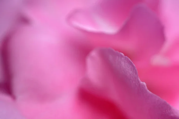 이강하게 자라는 식물중 분홍빛 정교하게 감싼다 — 스톡 사진