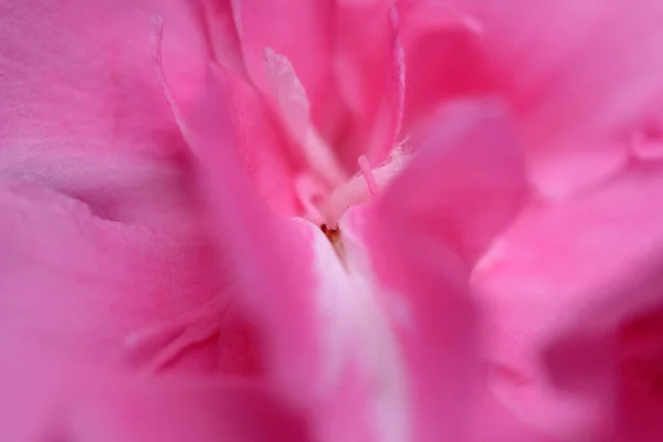 Abstrakte Nahaufnahme Rosa Nerium Oleander Blume Eine Der Giftigsten Gartenpflanzen — Stockfoto