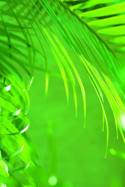 Tropické Zelené Listy Palmy Přírodní Vzor Pozadí — Stock fotografie