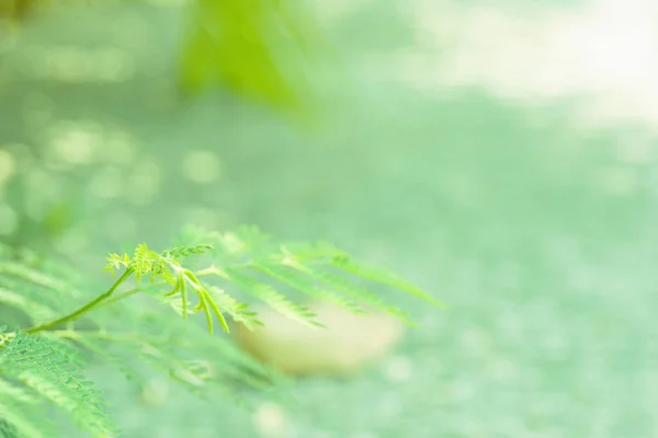 Зеленая Акации Листья Естественным Фоном Избирательный Фокус — стоковое фото