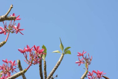 Mavi arkaplanda izole edilmiş pembe Frangipani veya Plumeria ağacı.
