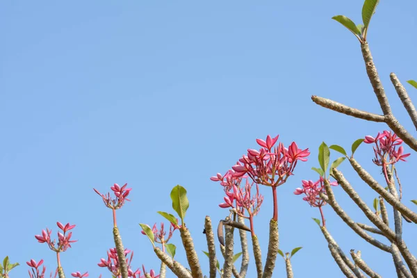 Różowe Frangipani Lub Plumeria Drzewo Izolowane Tle Błękitnego Nieba — Zdjęcie stockowe