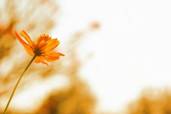 Yellow Cosmos Sulfur Cosmos Flower Park Selective Blurred Background — Stock Photo, Image