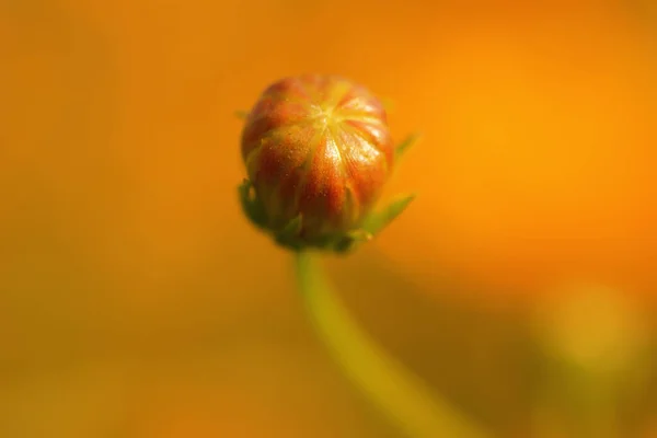 Cosmos Jaune Fleur Soufre Dans Parc Fond Flou Sélectif — Photo