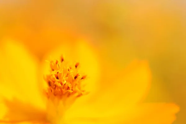 Cosmos Jaune Fleur Soufre Dans Parc Fond Flou Sélectif — Photo