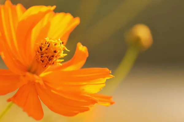 Yellow cosmos or Sulfur Cosmos flower in the park, selective blurred background.