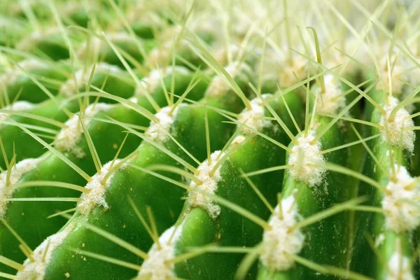 Aranyhordós Kaktuszra Echinocactus Grusonii Való Szelektív Összpontosítás Jól Ismert Kaktuszfaj — Stock Fotó